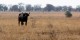 Tanzanie - 2010-09 - 263 - Serengeti - Buffle